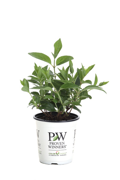 Proven Winners® Shrub Plants|Paniculata - Pinky Winky Hardy Hydrangea 5