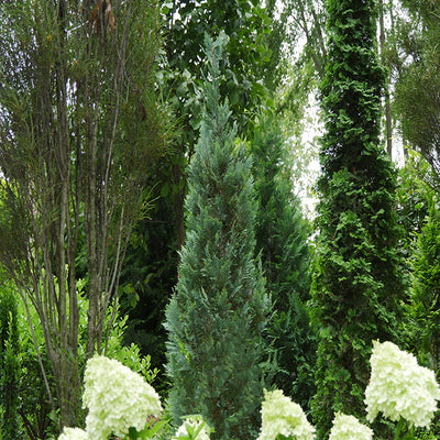 Proven Winners® Shrub Plants|Chamaecyparis - Pinpoint Blue False Cypress 1