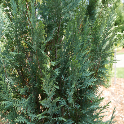 Proven Winners® Shrub Plants|Chamaecyparis - Pinpoint Blue False Cypress 2