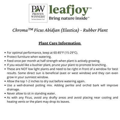 Chroma™ Ficus Abidjan (Elastica) - Rubber Plant