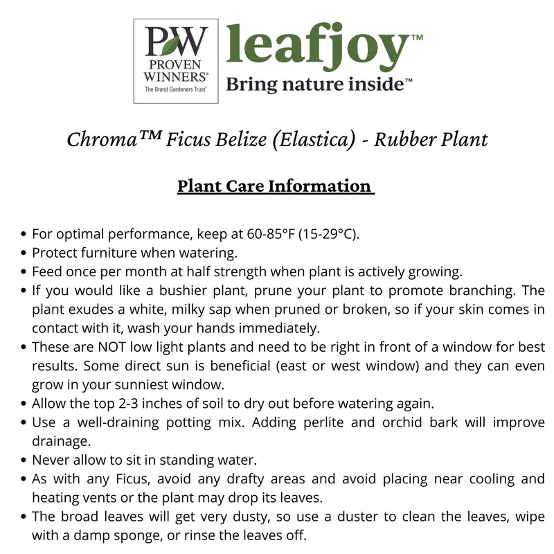 Chroma™ Ficus Belize (Elastica) - Rubber Plant