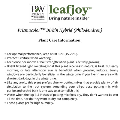Prismacolor™ Birkin Hybrid (Philodendron)