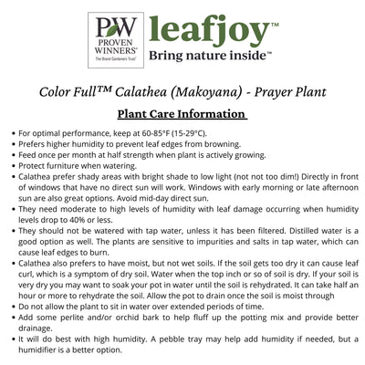 Color Full™ Calathea (Makoyana) - Prayer Plant