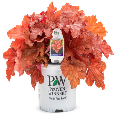 Perennial Plants|Heuchera - Primo 'Peachberry Ice' Coral Bells 3