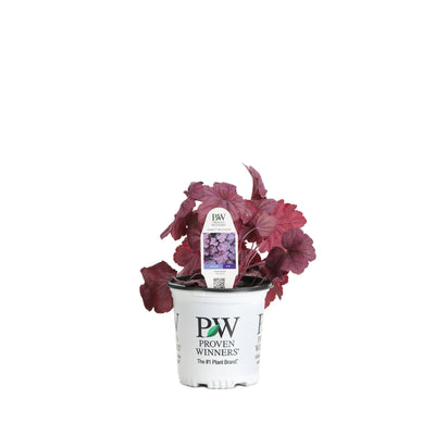 Proven Winners® Perennial Plants|Heuchera - Primo 'Wild Rose' Coral Bells 4