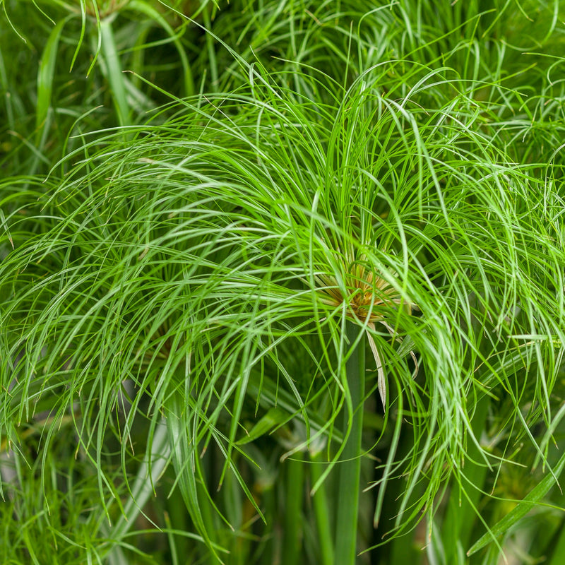 Graceful Grasses® Prince Tut™ (Cyperus)
