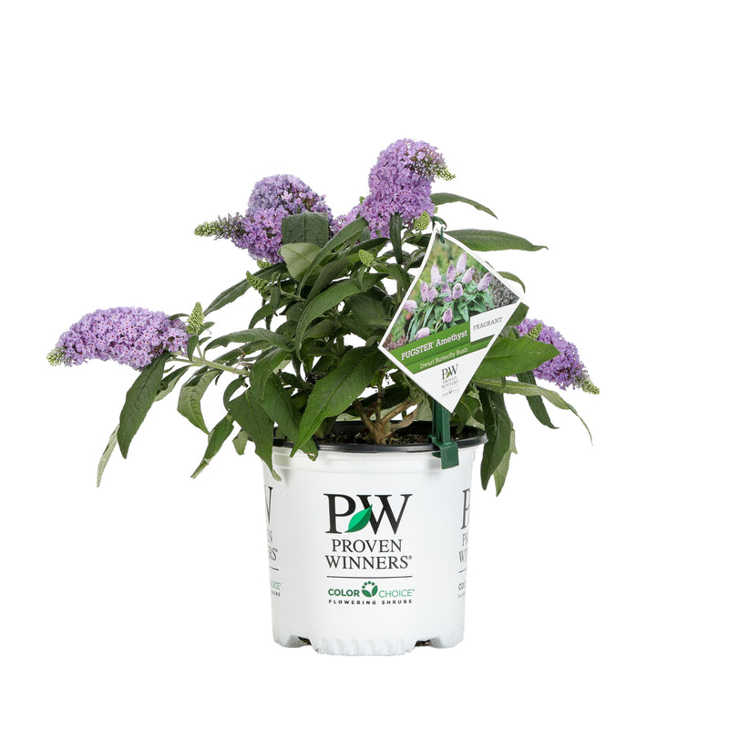 Proven Winners® Shrub Plants|Buddleia - Pugster Amythyst Butterfly Bush 5