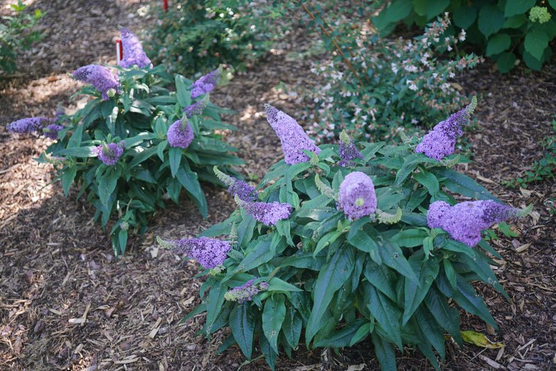 Proven Winners® Shrub Plants|Buddleia - Pugster Amythyst Butterfly Bush 3