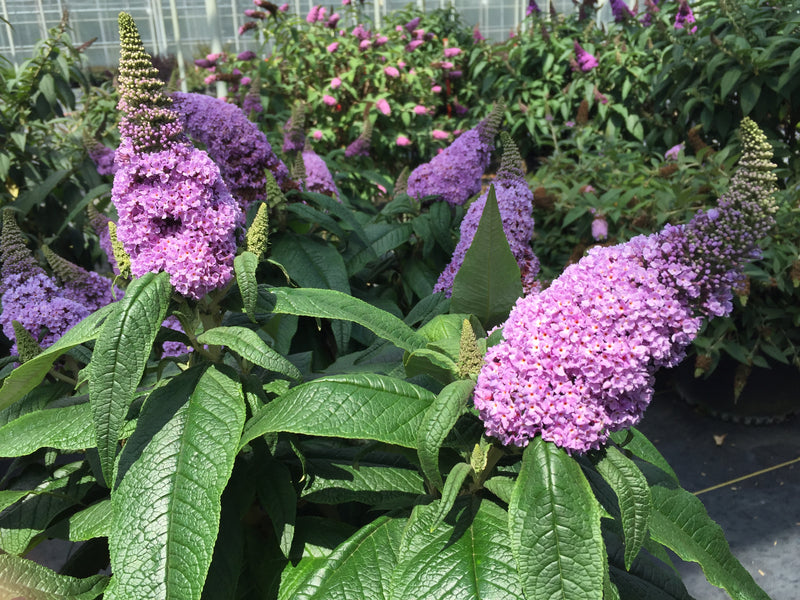 Proven Winners® Shrub Plants|Buddleia - Pugster Amythyst Butterfly Bush 4
