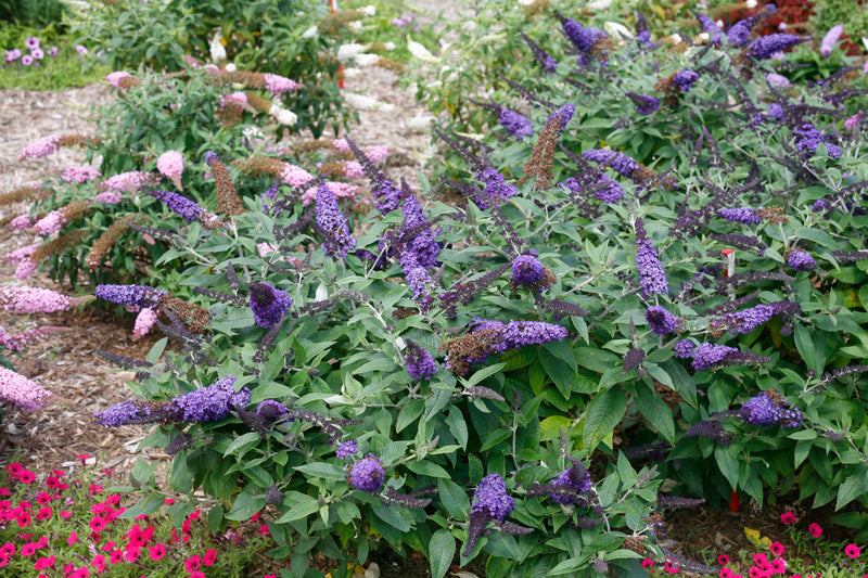 Proven Winners® Shrub Plants|Buddleia - Pugster Blue Butterfly Bush 4