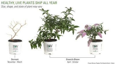 Proven Winners® Shrub Plants|Buddleia - Pugster Pink Butterfly Bush 5