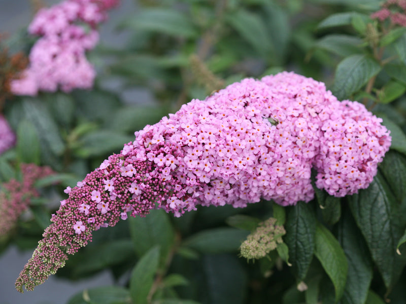 Proven Winners® Shrub Plants|Buddleia - Pugster Pink Butterfly Bush 1