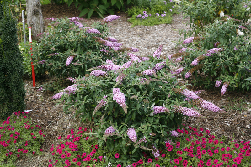 Proven Winners® Shrub Plants|Buddleia - Pugster Pink Butterfly Bush 2