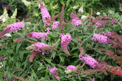 Proven Winners® Shrub Plants|Buddleia - Pugster Pink Butterfly Bush 3