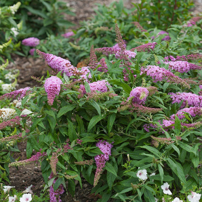 Proven Winners® Shrub Plants|Buddleia - Pugster Pink Butterfly Bush 4