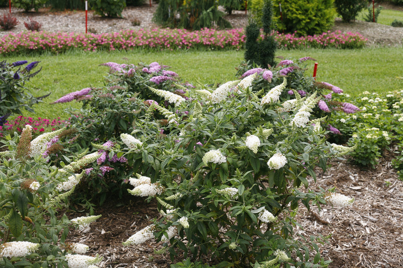 Proven Winners® Shrub Plants|Buddleia - Pugster White Butterfly Bush 2
