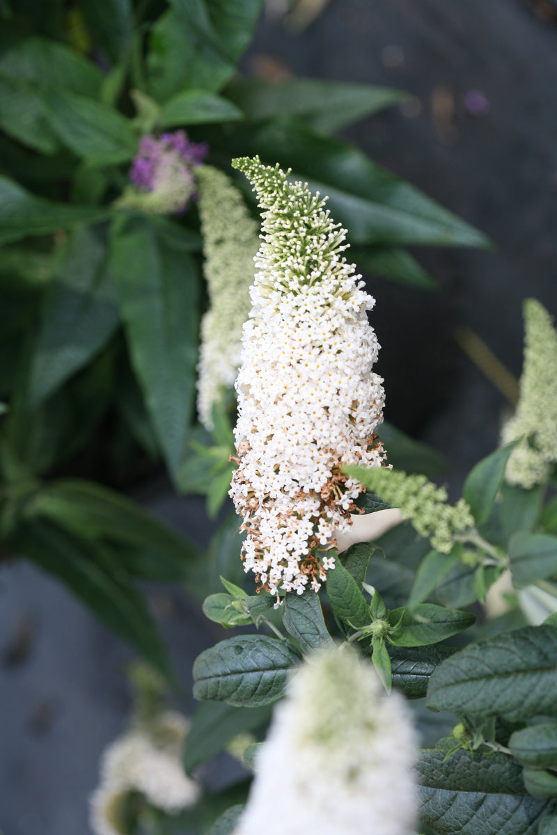 Proven Winners® Shrub Plants|Buddleia - Pugster White Butterfly Bush 3