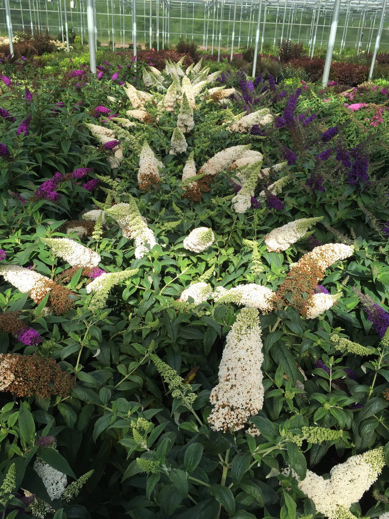 Proven Winners® Shrub Plants|Buddleia - Pugster White Butterfly Bush 4