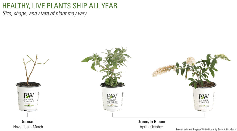 Proven Winners® Shrub Plants|Buddleia - Pugster White Butterfly Bush 6