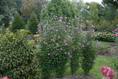 Proven Winners® Shrub Plants|Hibiscus - Purple Pillar Rose of Sharon 2