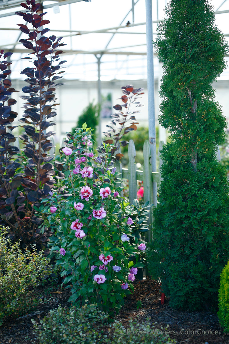 Proven Winners® Shrub Plants|Hibiscus - Purple Pillar Rose of Sharon 4