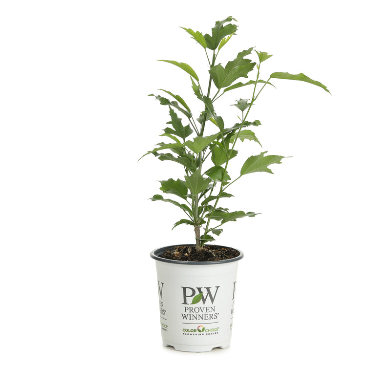 Proven Winners® Shrub Plants|Hibiscus - Purple Pillar Rose of Sharon 5
