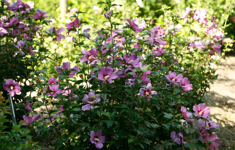 Proven Winners® Shrub Plants|Hibiscus - Purple Satin Rose of Sharon 3
