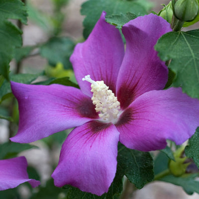 Proven Winners® Shrub Plants|Hibiscus - Purple Satin Rose of Sharon 1