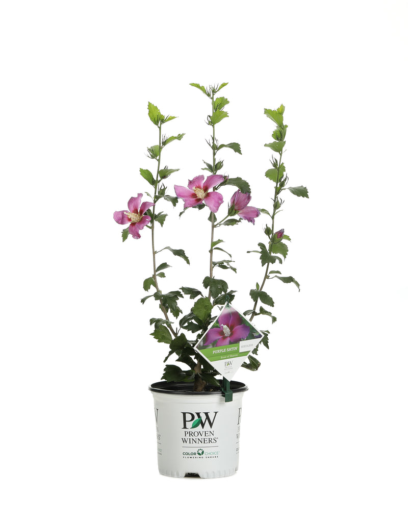 Proven Winners® Shrub Plants|Hibiscus - Purple Satin Rose of Sharon 4
