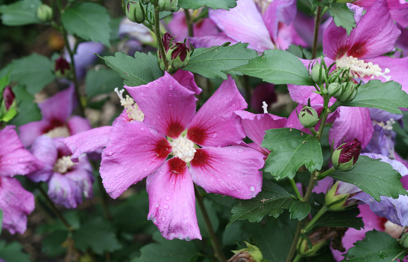 Proven Winners® Shrub Plants|Hibiscus - Purple Satin Rose of Sharon 2