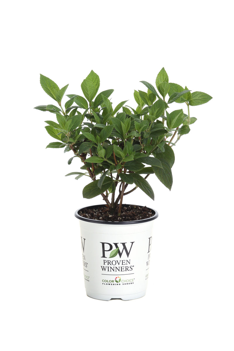 Shrub Plants|Hydrangea Paniculata - Quick Fire Panicle Hydrangea 5