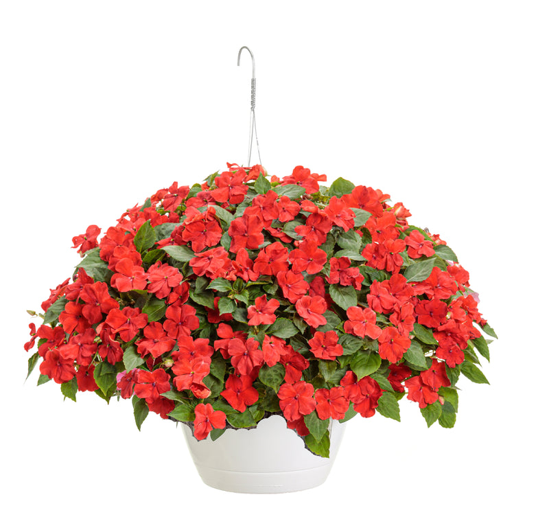 SunPatiens® Compact Deep Red (Impatiens) Mono Hanging Basket