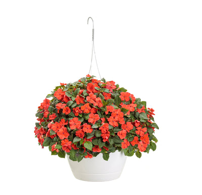 Soprano® Orange (Impatiens) Mono Hanging Basket