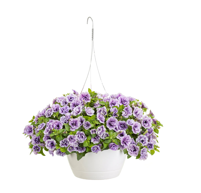 Supertunia® Priscilla (Petunia) Mono Hanging Basket