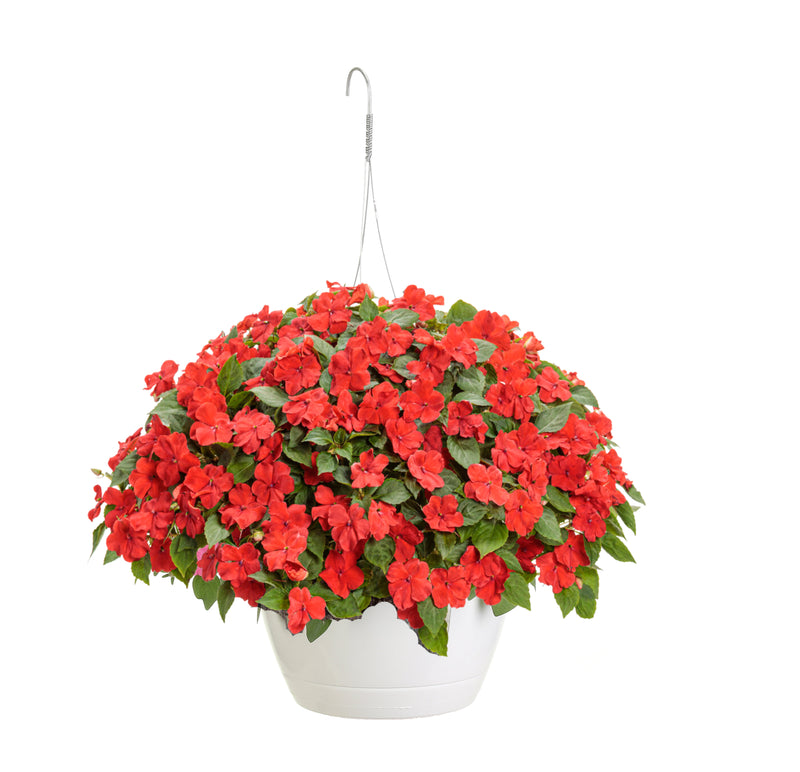 Soprano® Bright Red (Impatiens) Mono Hanging Basket