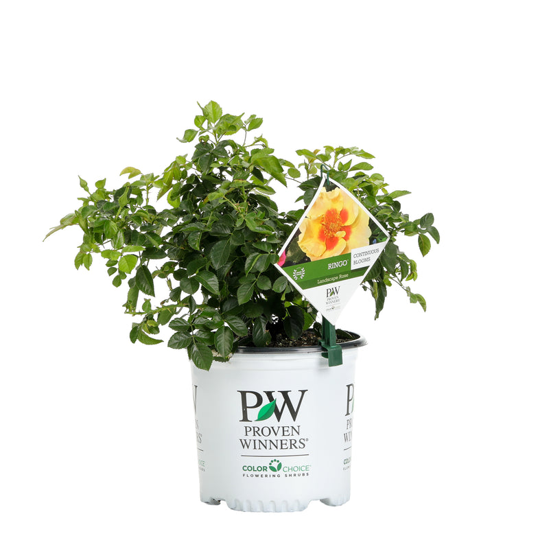 Proven Winners® Shrub Plants|Rosa - Ringo Rose 4