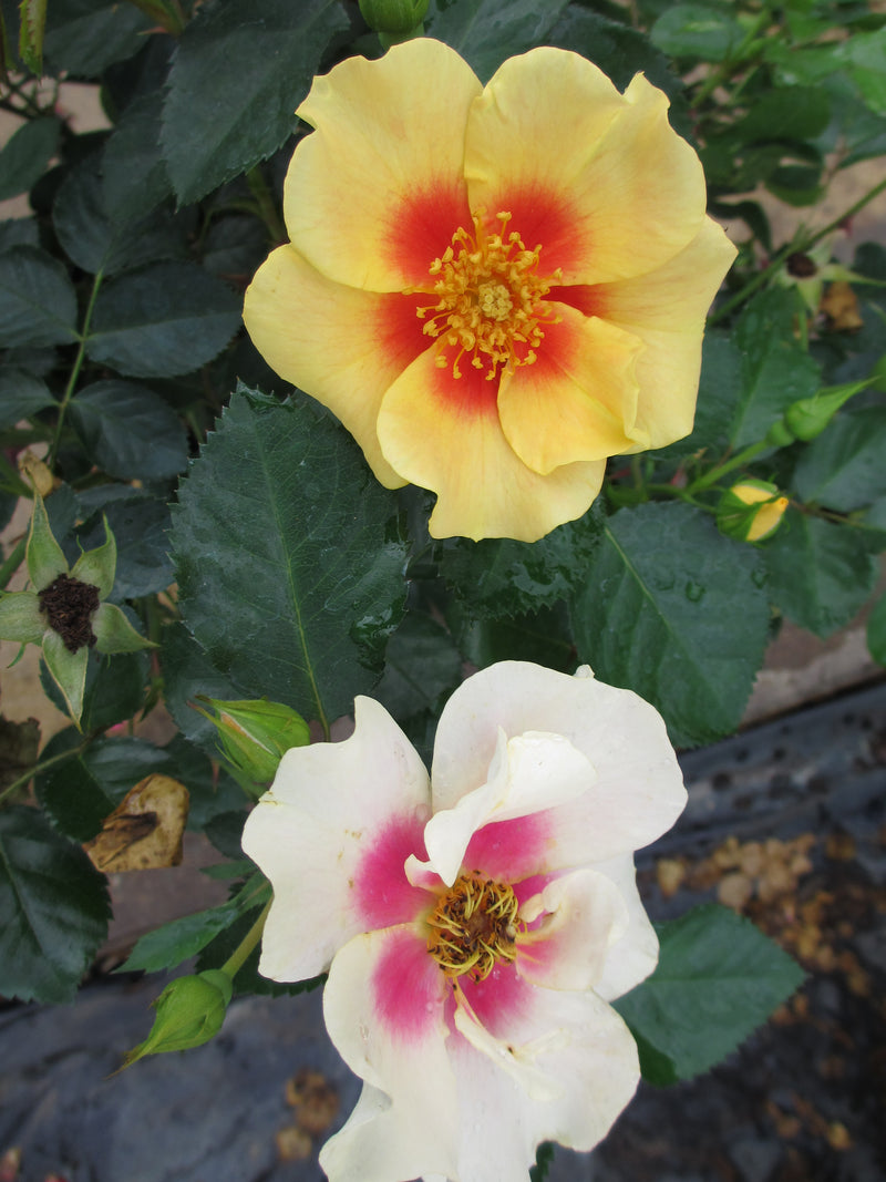 Proven Winners® Shrub Plants|Rosa - Ringo Rose 2