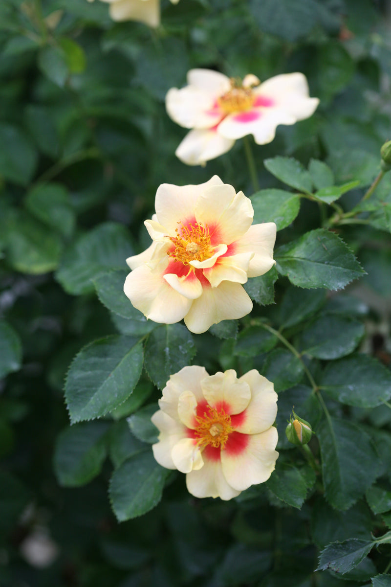 Proven Winners® Shrub Plants|Rosa - Ringo Rose 5
