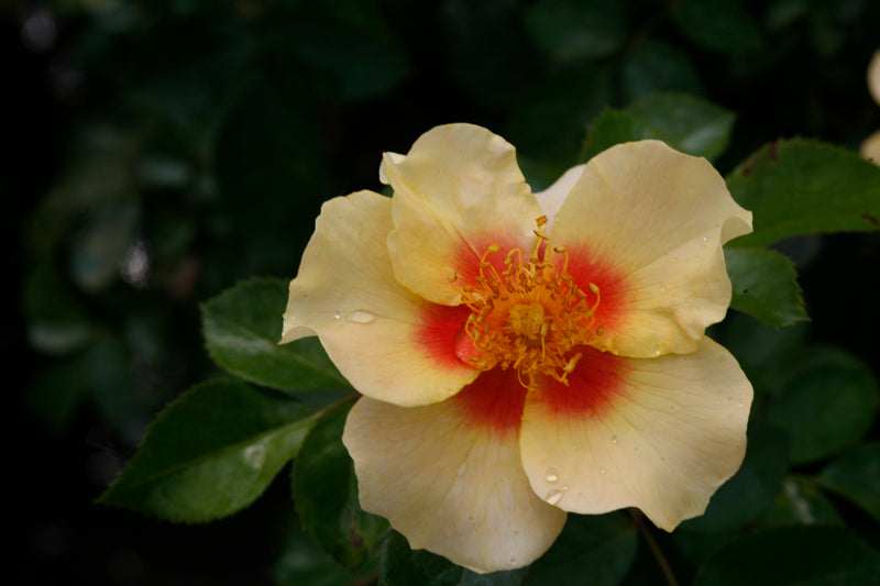 Proven Winners® Shrub Plants|Rosa - Ringo Rose 3
