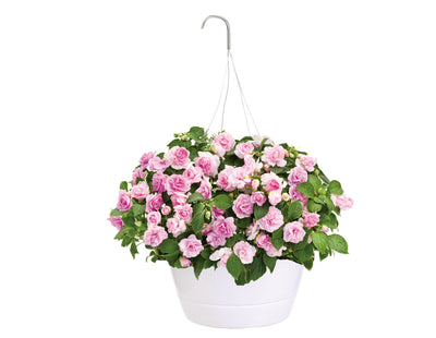 Proven Winners® Patio Plants|Impatiens - Rockapulco Appleblossom Mono Hanging Basket 3