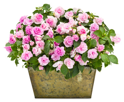 Proven Winners® Patio Plants|Impatiens - Rockapulco Appleblossom Mono Hanging Basket 2