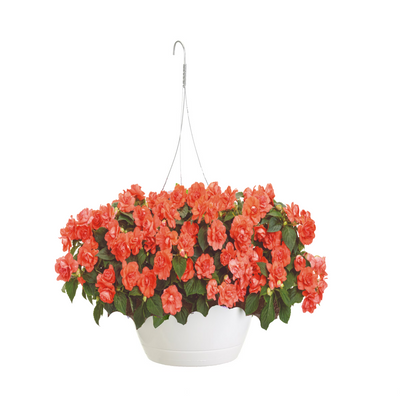 Rockapulco® Orange Mono Hanging Basket (Impatiens)