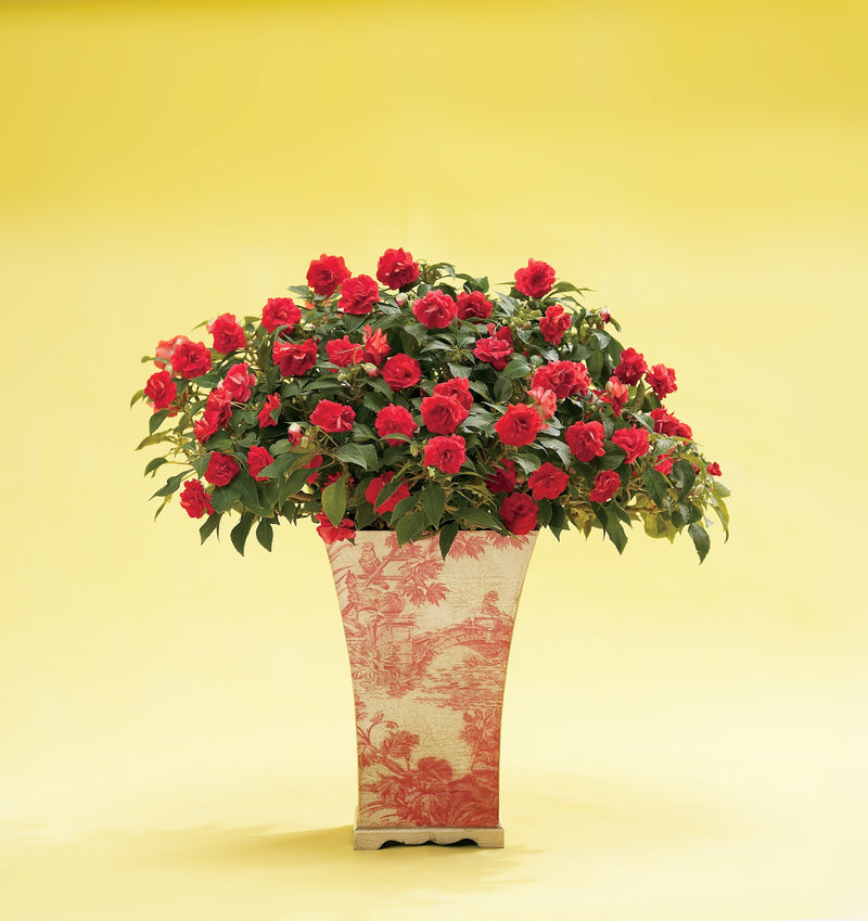 Proven Winners® Annual Plants|Impatiens - Rockapulco Red Double Impatiens 4