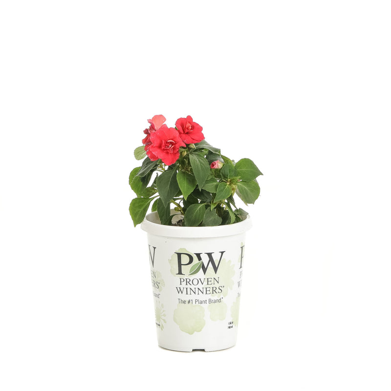 Proven Winners® Annual Plants|Impatiens - Rockapulco Red Double Impatiens 3