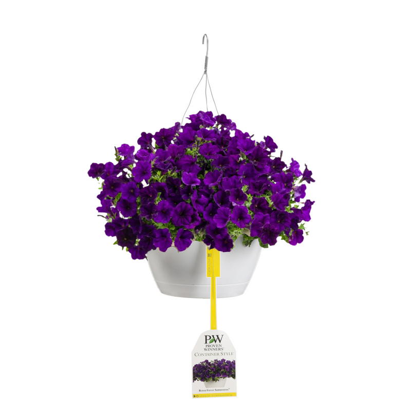 Supertunia® Royal Velvet® (Petunia) Mono Hanging Basket