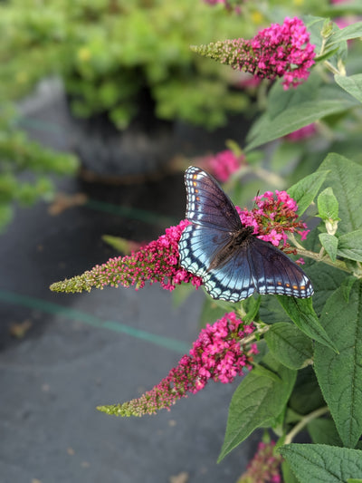 Shrub Plants|Buddleia - Lo & Behold 'Ruby Chip' Butterfly Bush 2