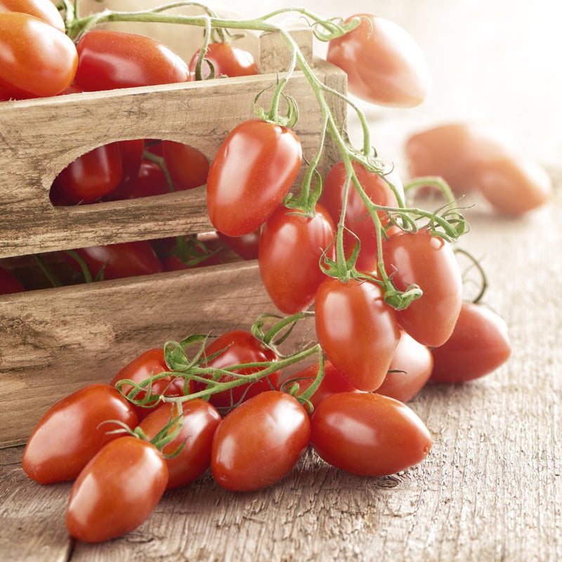 Proven Selections San Marzano (Heirloom Tomato)