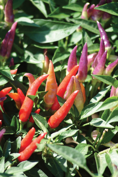 Sangria Ornamental Pepper (Capsicum)