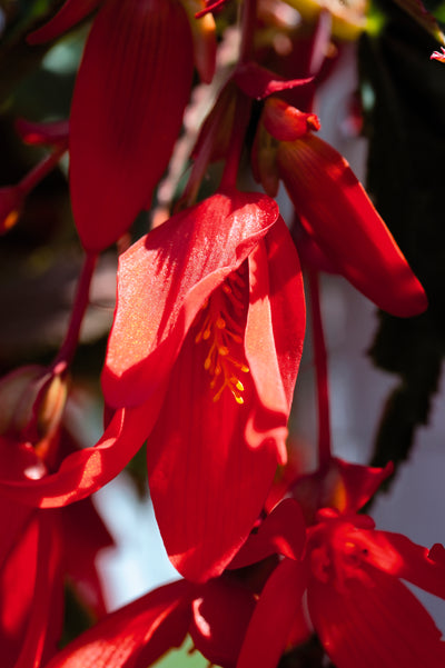 Proven Winners® Annual Plants|Begonia - Santa Cruz 1