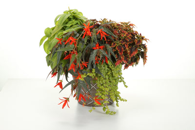 Proven Winners® Annual Plants|Begonia - Santa Cruz 2